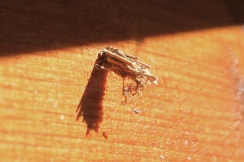 Réf. 263 206 : Psychinae inconnu
